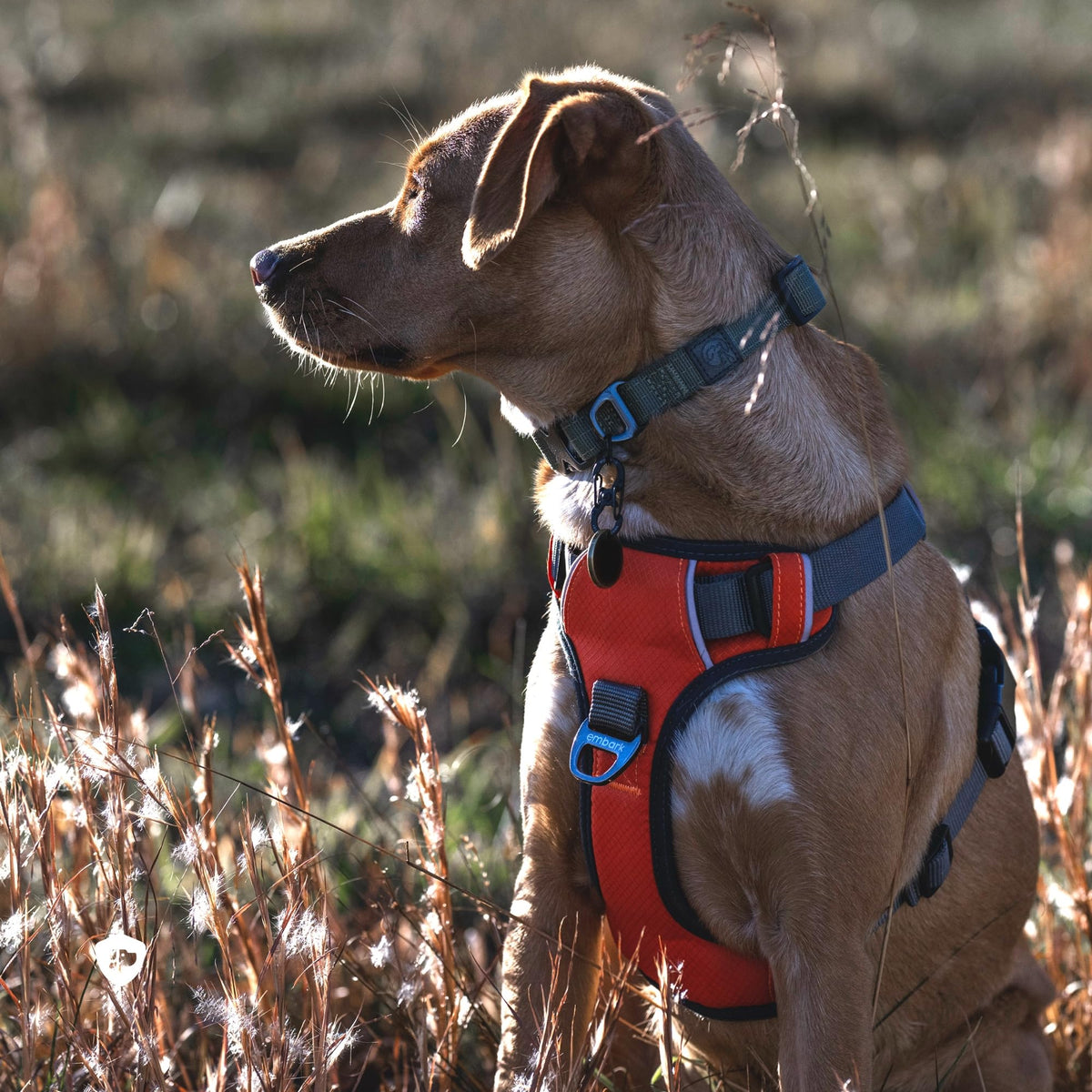Embark No Pull Dog Harness (L / Orange)