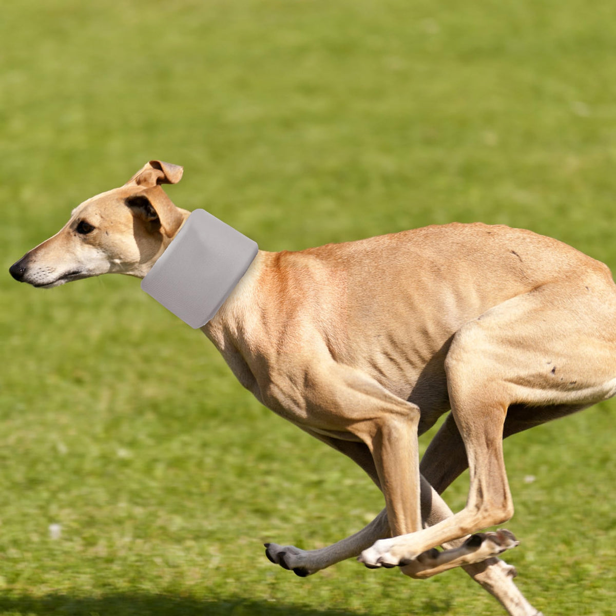 Dog Neck Brace for Pet After Surgery Recovery Adjustable Breathable Neck Cervical Cone (Gray / S)