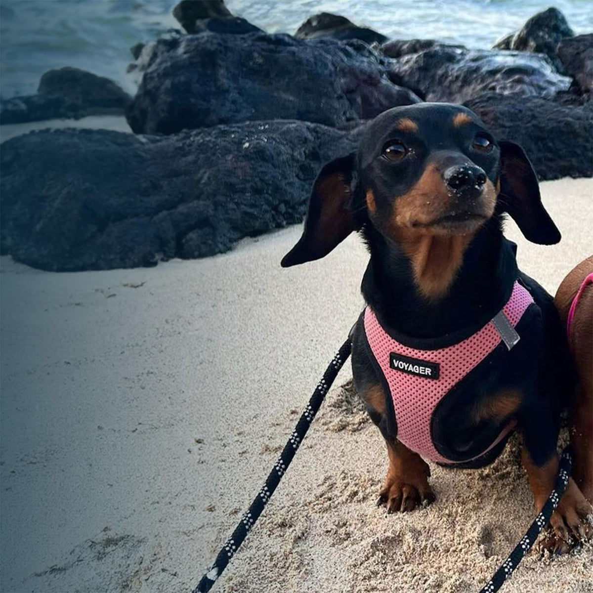 Voyager Step in Air Dog Vest Harness (Pink/Black Trim / S (Chest: 14.5 - 16"))