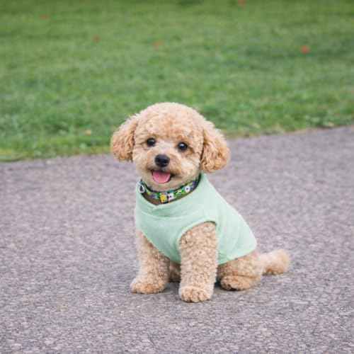 Dog Fleece Sweater with Leash Ring (L (10-16lbs) / Mint Green)