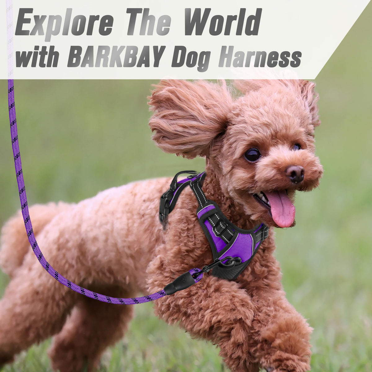 Dog Harness No Pull for Small Sized Dog Front Back Clips (X-Small(Chest:15.5-19.5”) / Purple)