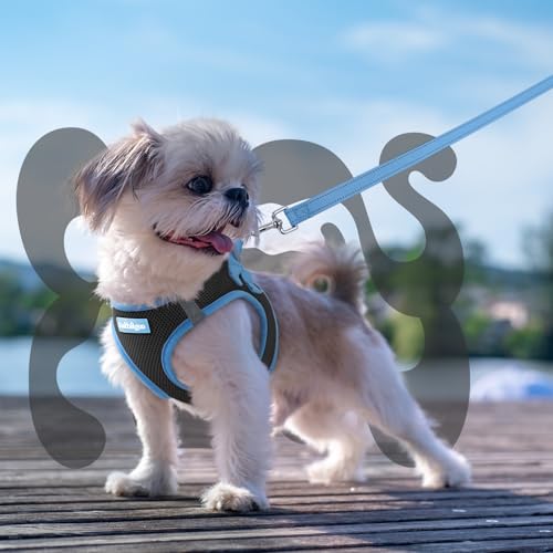 Dog Harness Small Sized and Leash Set (Black & Blue / XS (Chest: 13.3"-15.5"))