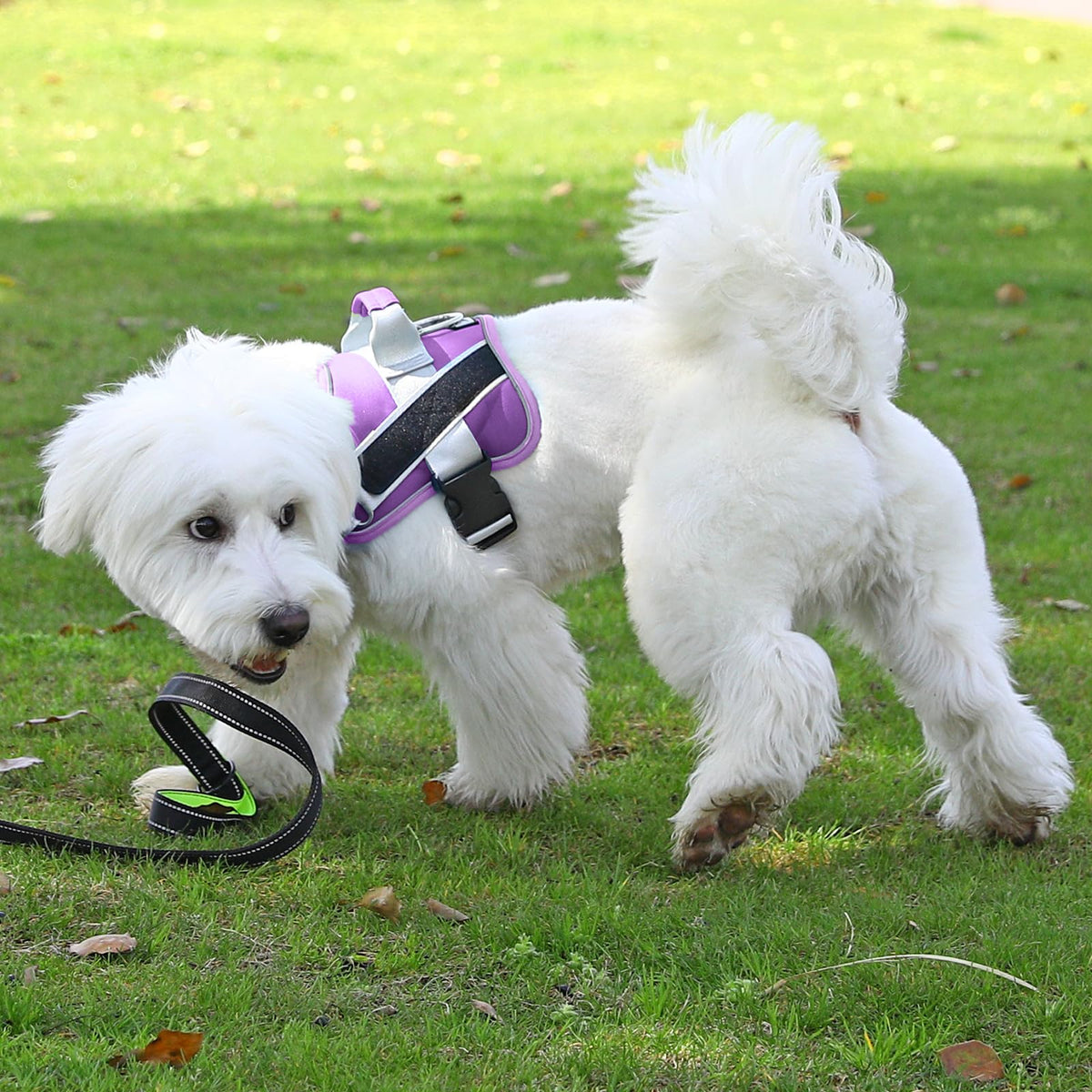 Dog Harness No (Medium (Pack of 1) / Lavender)