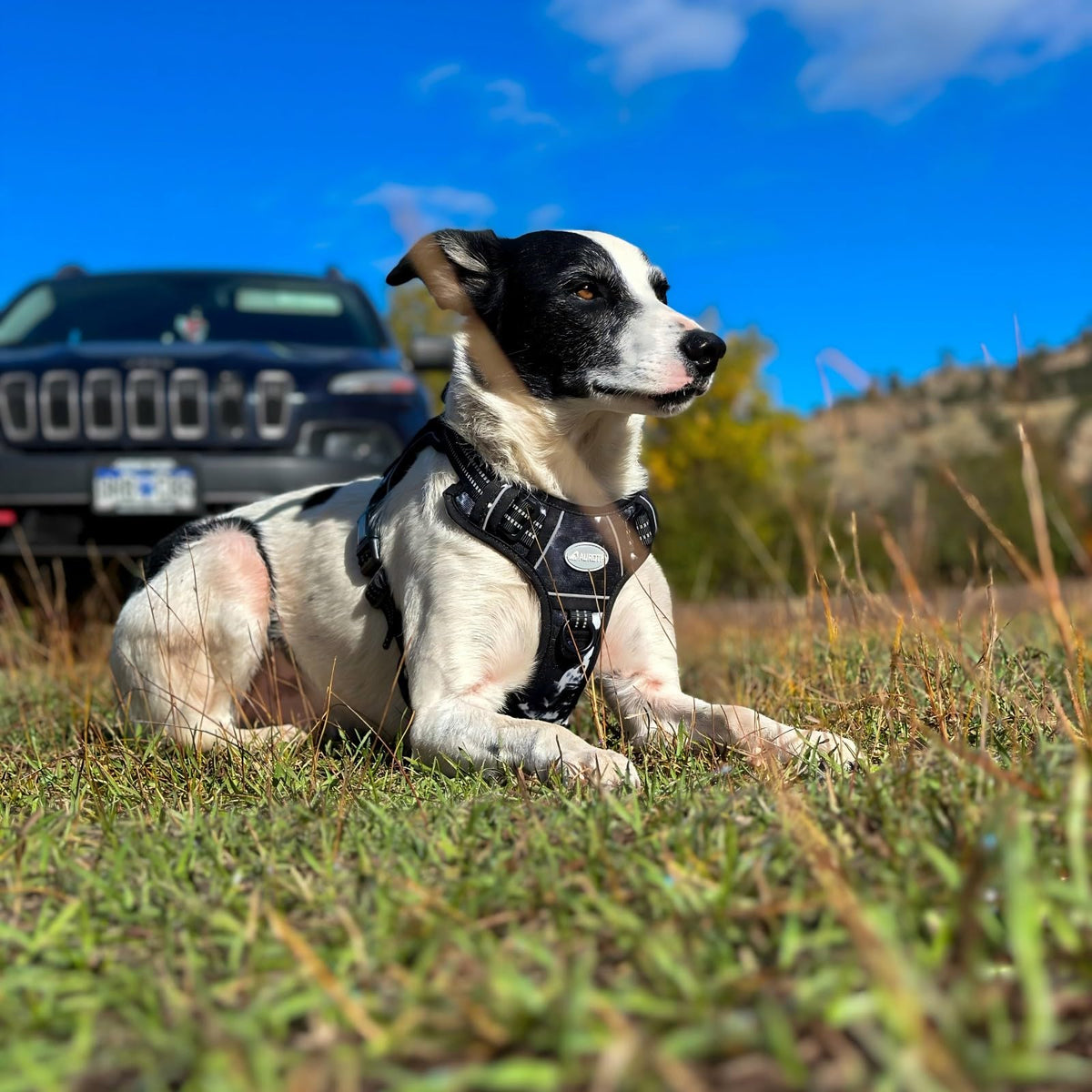 Tactical Dog Harness Medium Sized Dog No Pull Adjustable Dog Vest (Black Ink / M(Neck:16-22",Chest:22-33"),35-50 lbs)