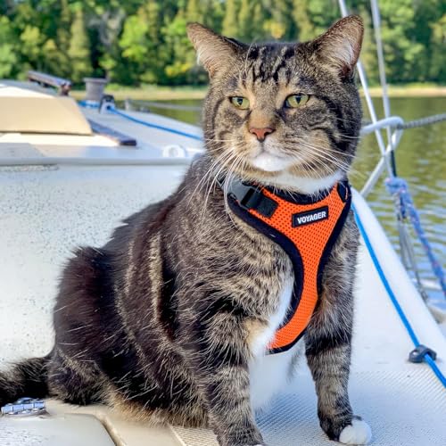 Voyager Step in Lock Cat Harness & Leash Set (Orange/Black Trim / XXS (Chest: 11.5 - 14"))