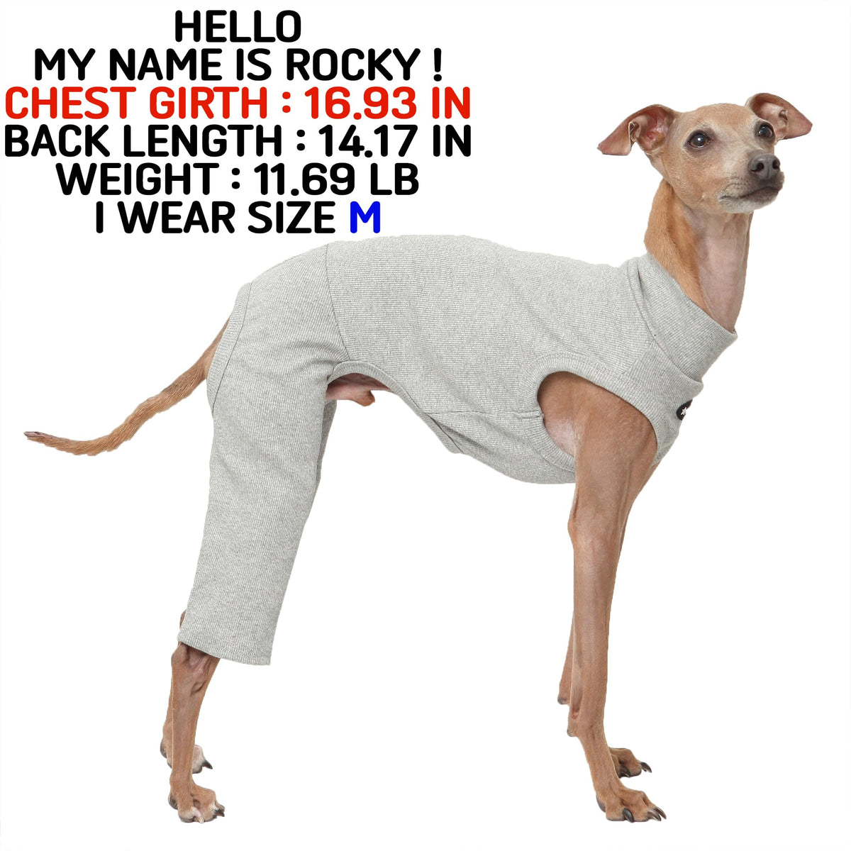 D Doggy Star Italian Greyhound Clothes High (M / COORDI GREY)