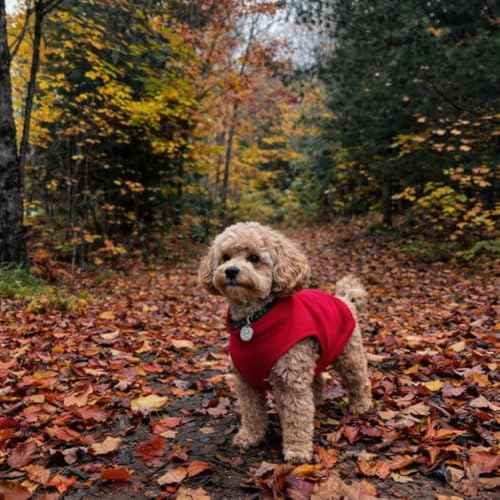 Dog Fleece Vest Sweater with Leash Ring (L (10-16lbs) / Red)