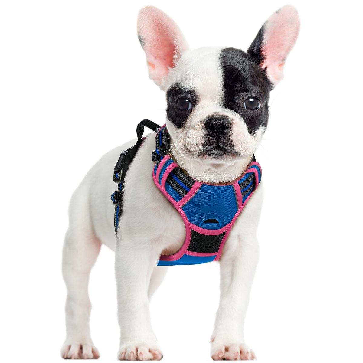 Dog Harness No Pull for Small Dogs with 2 Leash Clips (Blue & Hot Pink / Small)