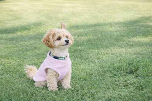 Dog Fleece Sweater with Leash Ring (M (6-10lbs) / Pink Lemonade)