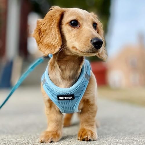 Voyager Step in Air All Weather Mesh Harness and Reflective Dog 5ft Leash Combo with Neoprene Handle (Baby Blue / XL (Chest: 20.5 - 23"))