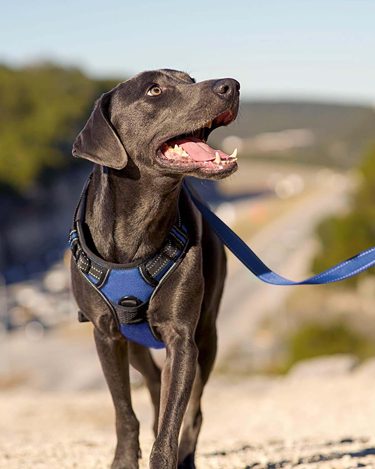 No Pull Dog Harness for Small Dogs (Small / Navy Blue)
