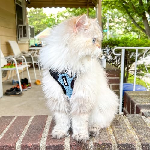 Voyager Step in Lock Cat Harness & Leash Set (Baby Blue/Black Trim / S (Chest: 15 - 18"))