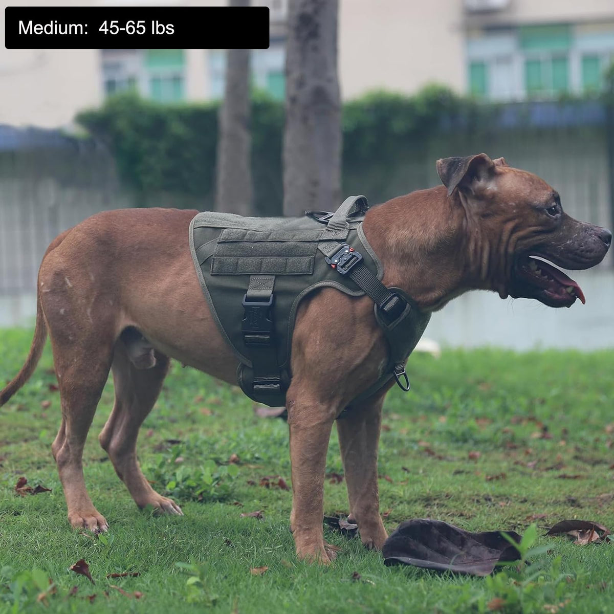 Tactical Dog Harness for Medium Dogs (Medium (Pack of 1) / Green)