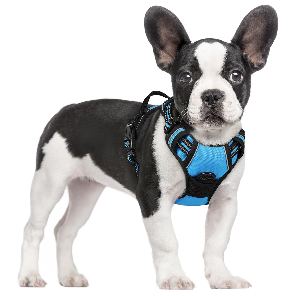 Dog Harness No Pull for Small Dogs with 2 Leash Clips (Small / Blue)