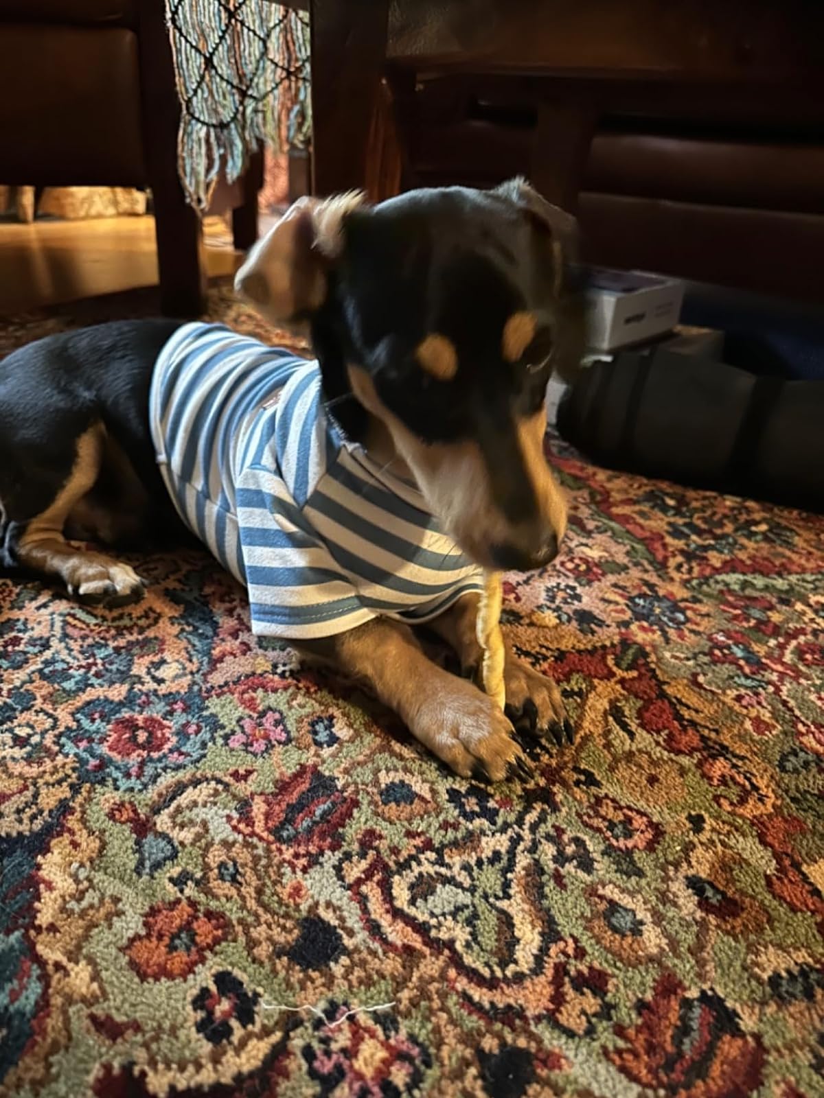 Turtleneck Dog Shirt Cute Doggie Embroidery Super Soft Dog Sweatshirt Stretchy Striped Puppy Pullover for Cats Small Medium Large Dogs (Blue Striped / X-Large)