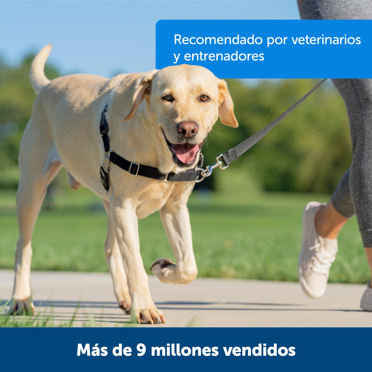Easy Walk Harness (Medium/Large / Royal Blue/Navy Blue)