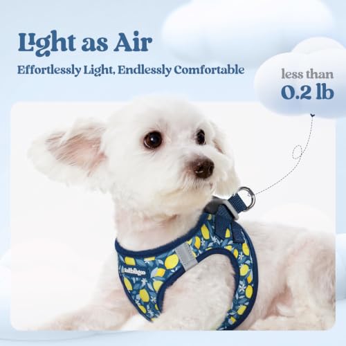 Dog Harness Small Sized and Leash Set (Navy Lemon / Xs (chest: 13.3 - 15.5"))