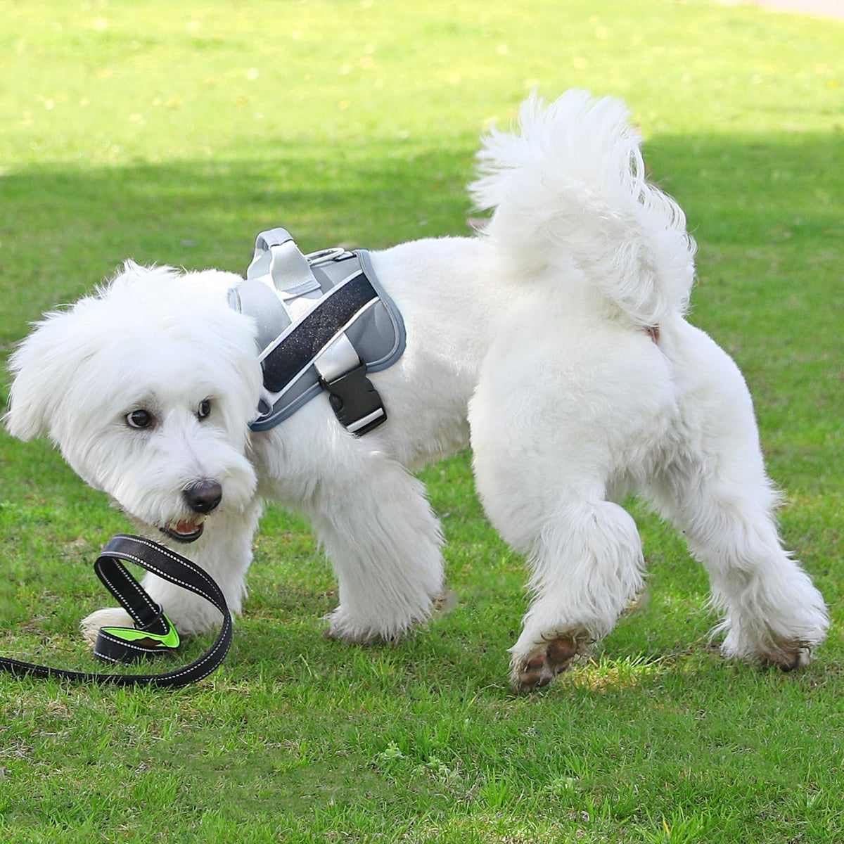 Dog Harness No (Small (Pack of 1) / Silver)