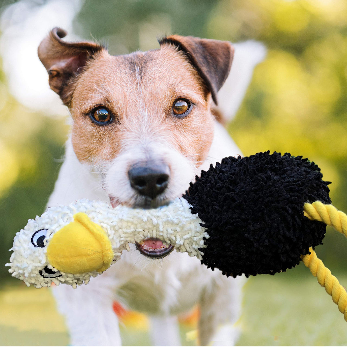 Puppy Chew Toys for Teething