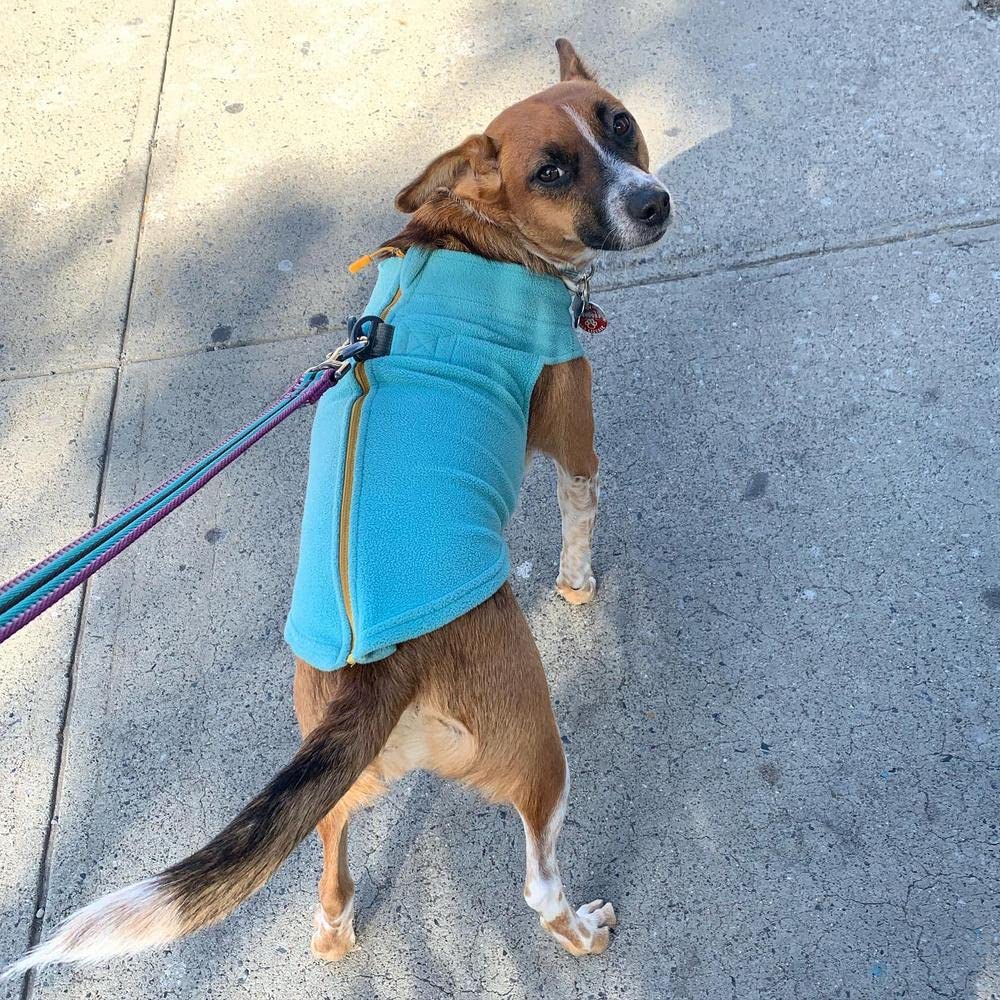 Zip Up Fleece Dog Sweater (Large chest (~20") / Turquoise)