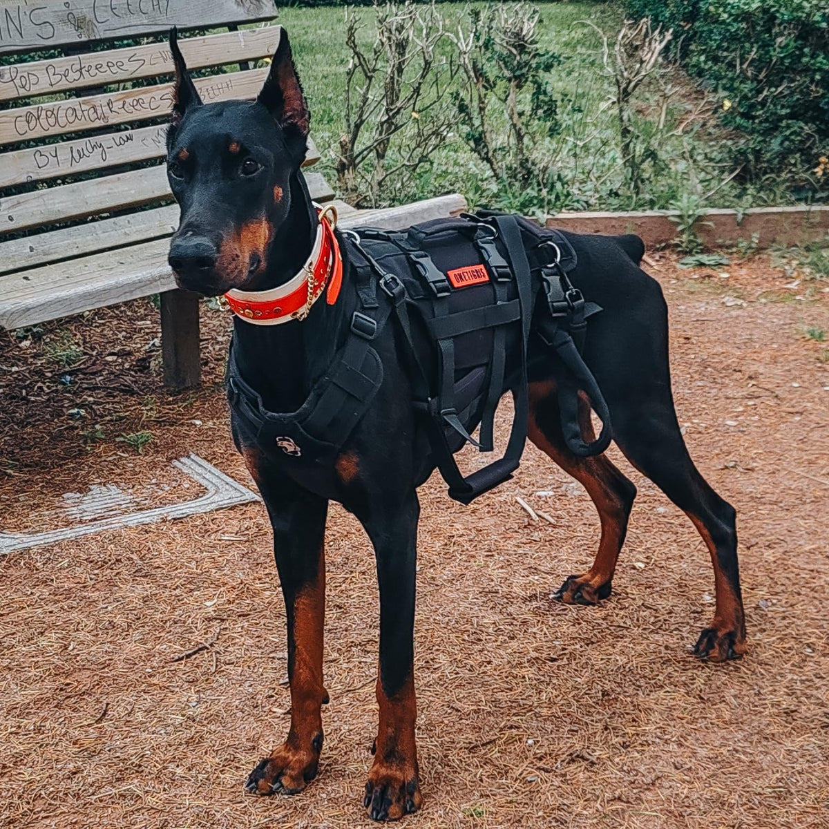 Dog Lift Harness for Large Dogs (Black / XL)