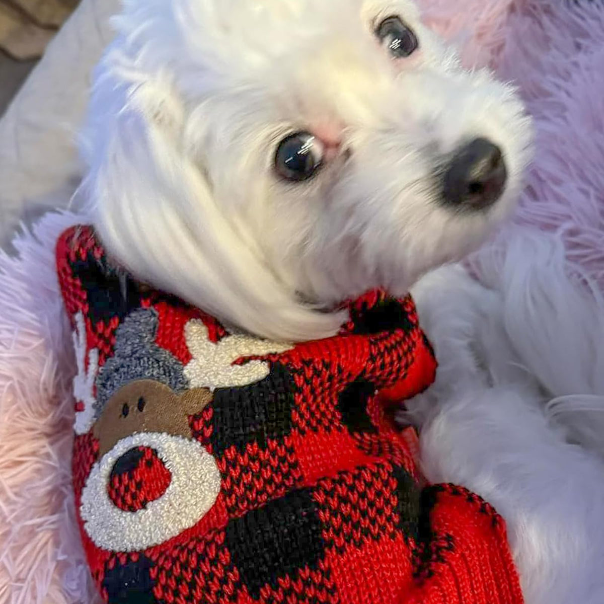Dog Christmas Sweater for Small Dogs with Red Buffalo Plaid Reindeer (Small (4-7lbs) / Christmas)