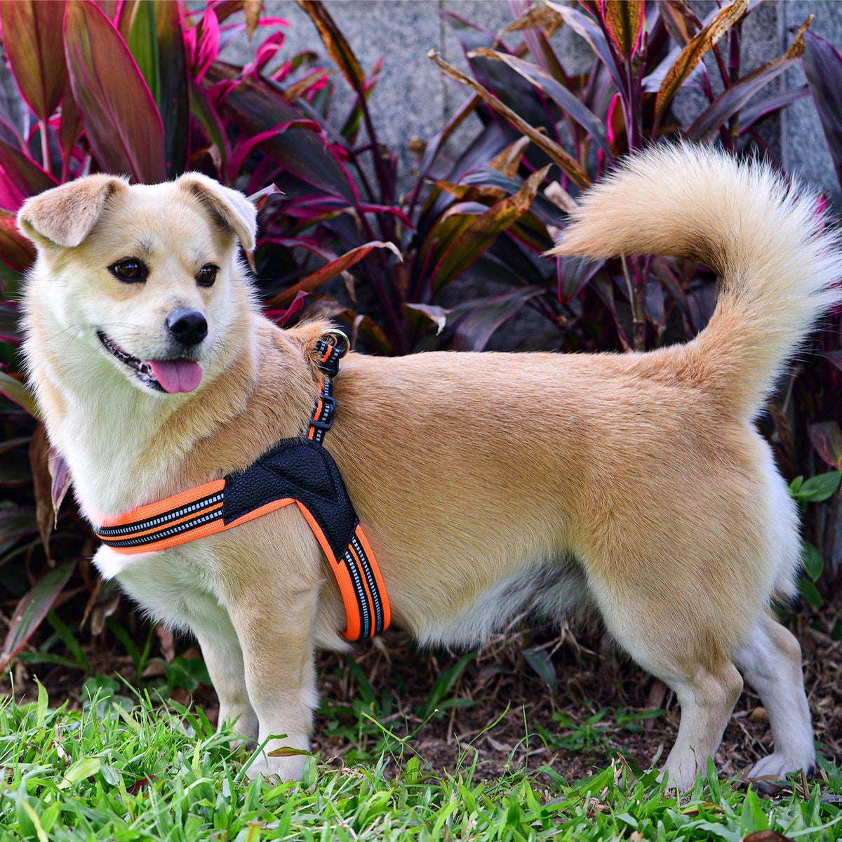 Dog Harness No Pull Ultra Soft Breathable Padded Pet Harness 2 Adjustable Botton (Black / M)