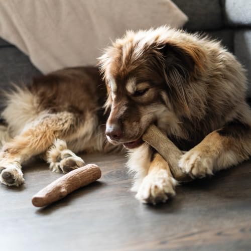 Dogwood Calming Dog Chew Toy (Dogwood & Calming Large)