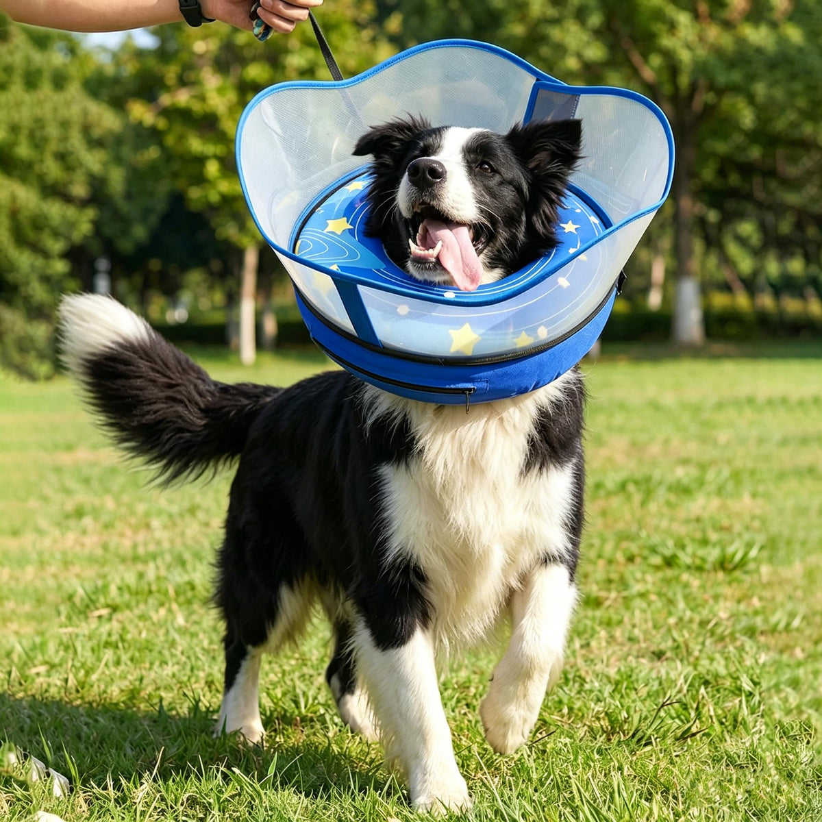 Inflatable Dog Cone Collar with Removable Clear Protective Shield (RoyalBlue / L (Neck 12.5"-15"))