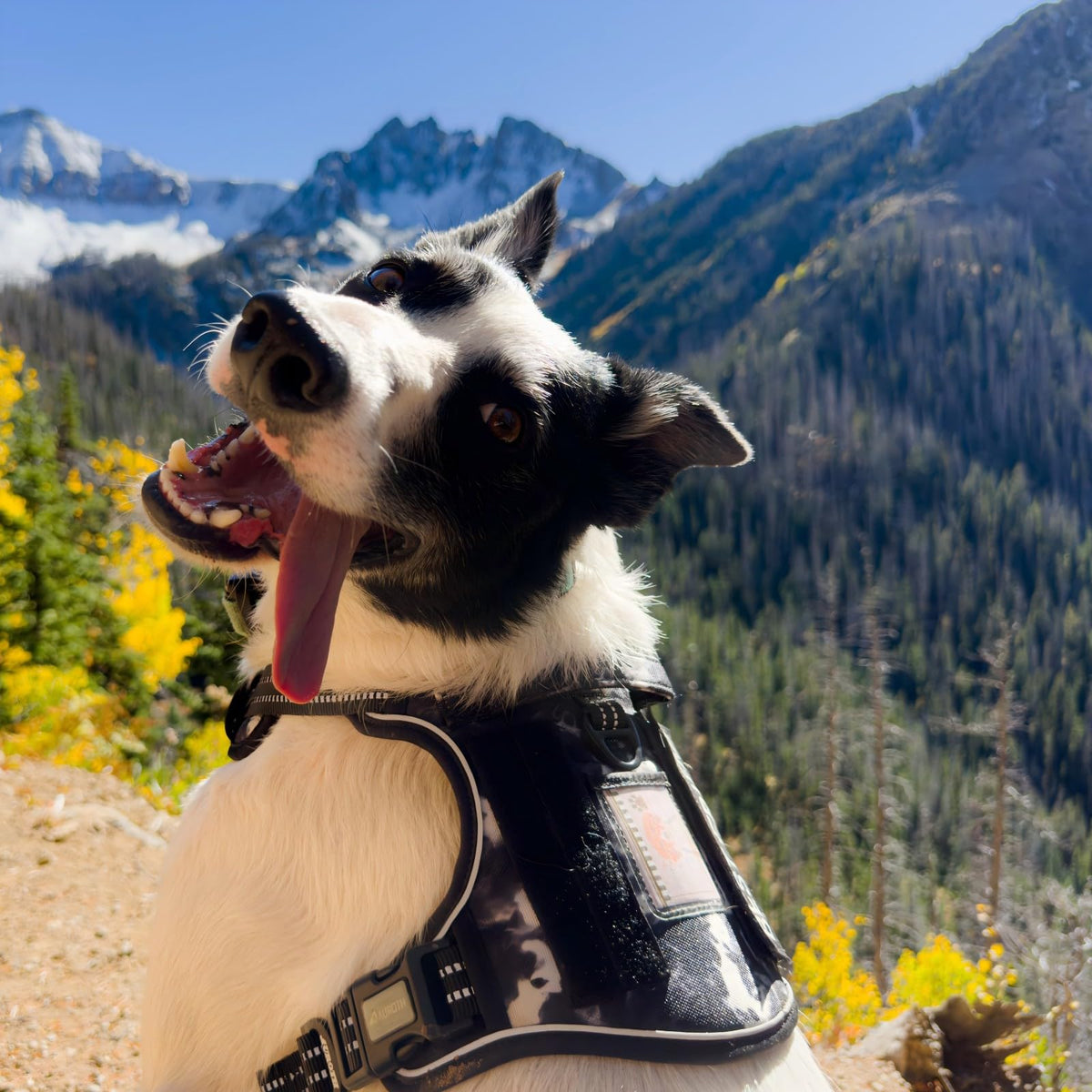 Dog Harness for Small Medium Dogs (Black Ink / S(Neck:14-21",Chest:20-31"),18-35 lbs)