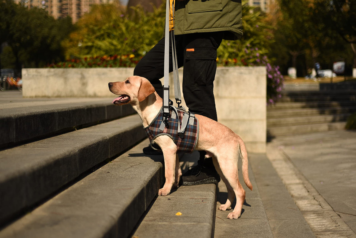 Dog Lift Harness (X-Large / Chest-Blue)