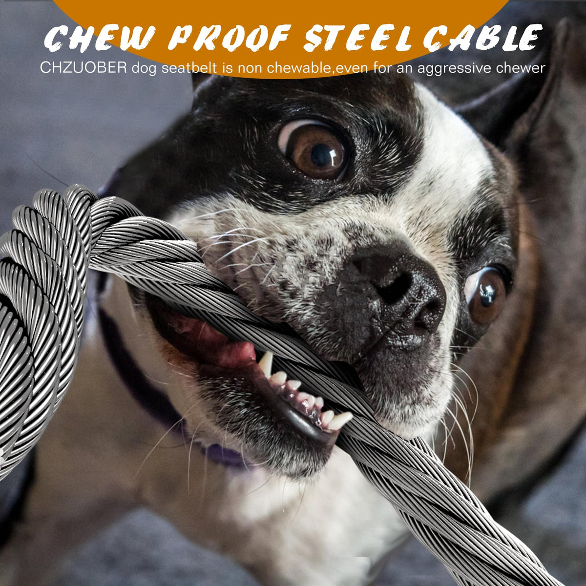Double Dog Seat Belt (Black(Dual Dog) / 1 Pack)