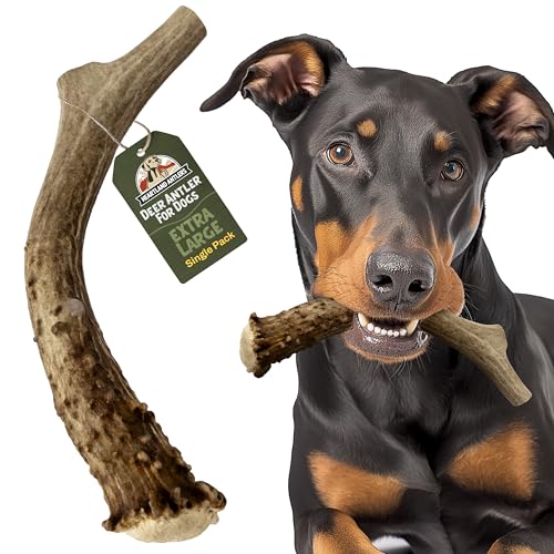 Deer Antler Dog Chew (X-Large (Dogs 65-85 lbs))