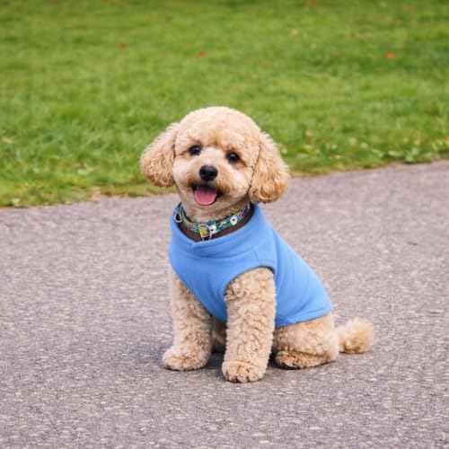 Dog Fleece Vest Sweater with Leash Ring (L (10-16lbs) / Blue)