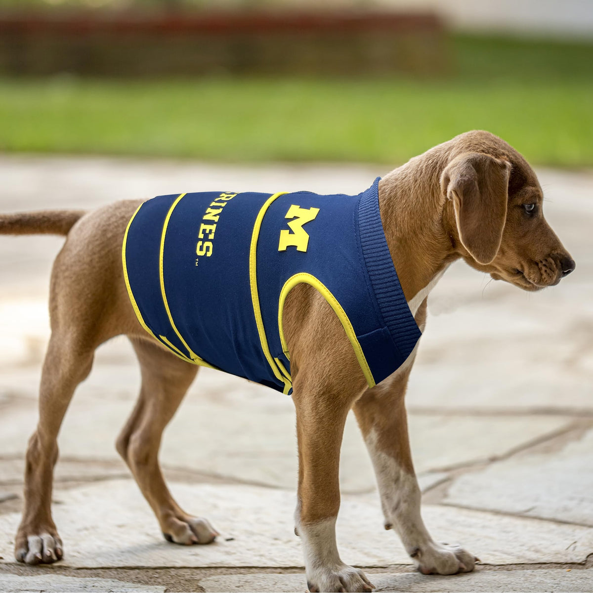NCAA Michigan Wolverines Dog Anxiety Shirt Calming Soothing Vest (Medium / Michigan Wolverines)