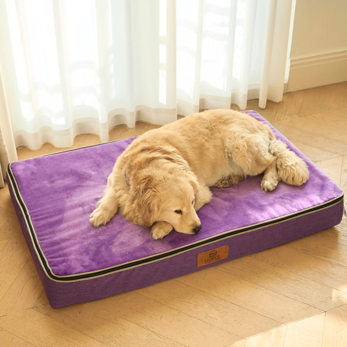 Orthopedic Memory Foam XXL Dog Bed (48.0"L x 30.0"W x 6.0"Th / Purple)