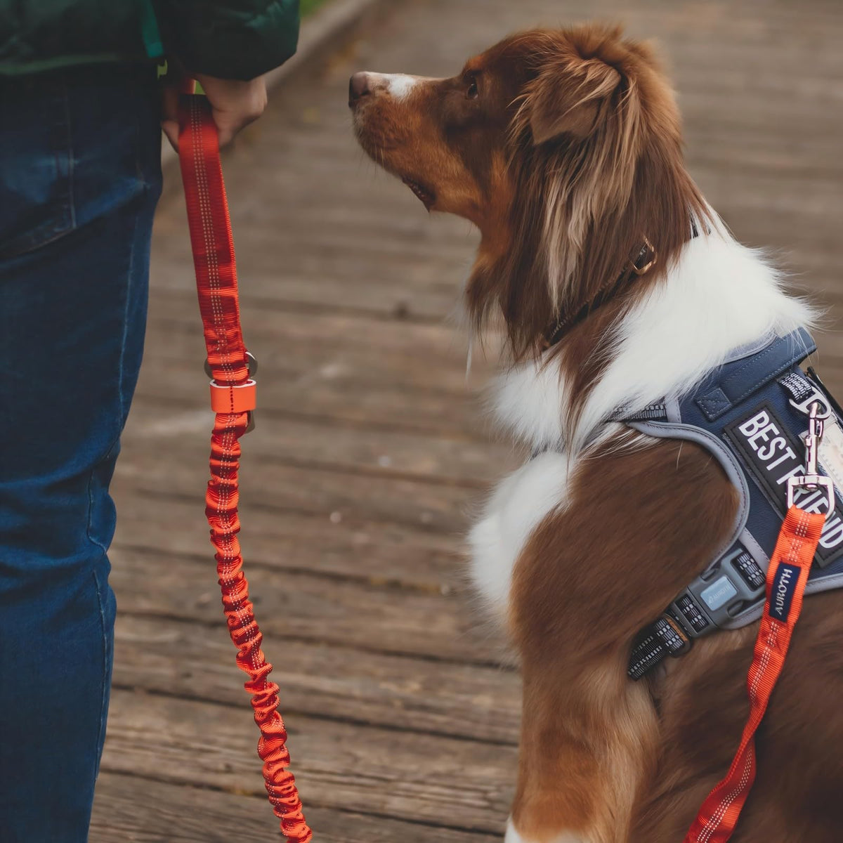 Dog Harness for Small Medium Dogs (Grey / S(Neck:14-21",Chest:20-31"),18-35 lbs)