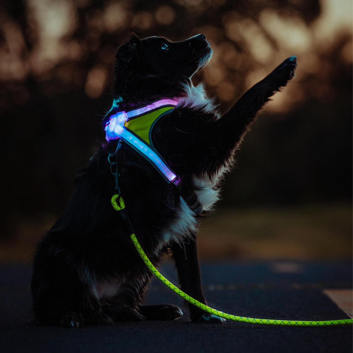 LightHound Light Up Reflective Dog Harness and Leash (Medium)