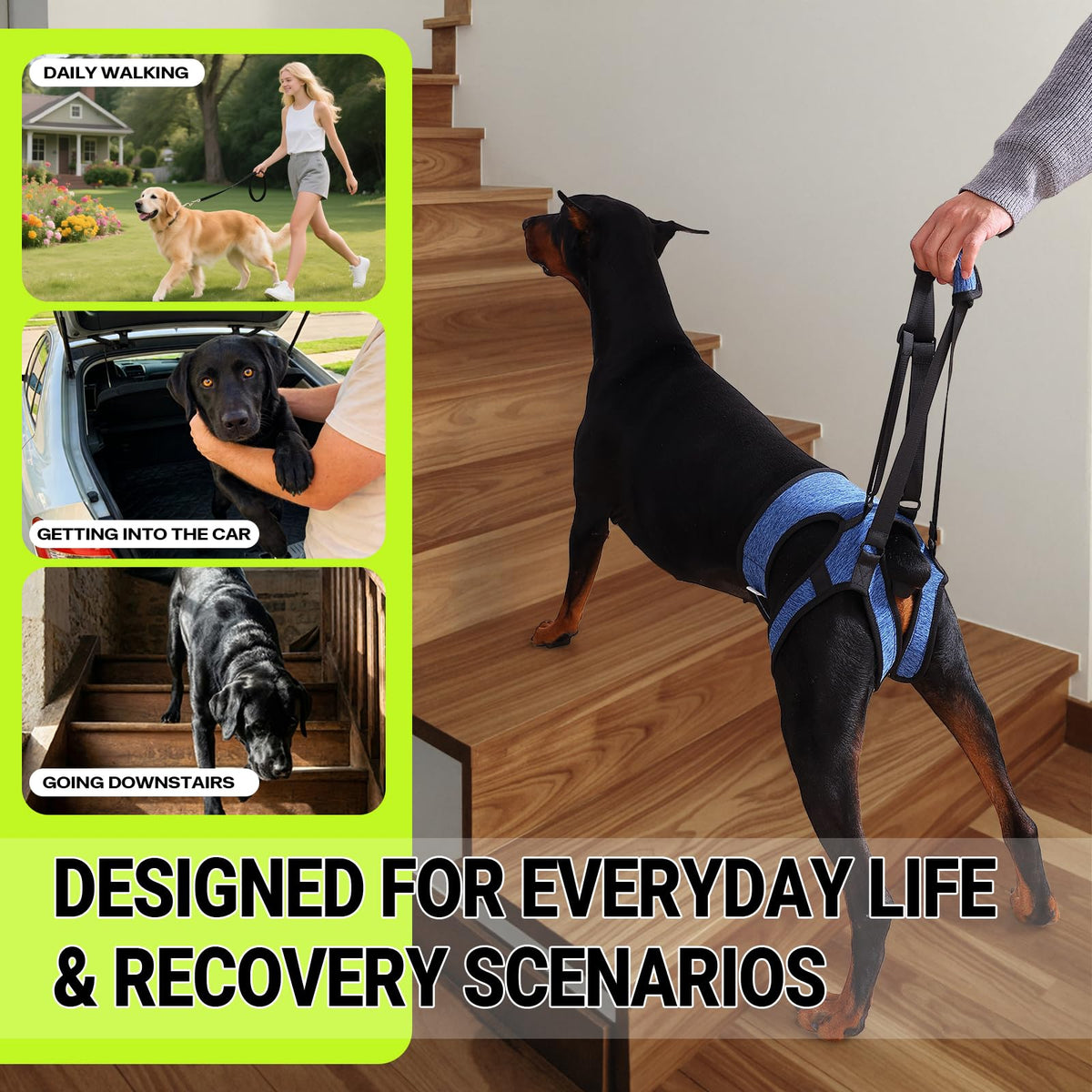 Dog Lift Harness (L / Blue)