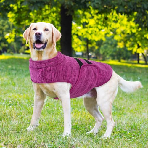 Dog Sweaters for Medium Dogs (Cationic Berry / Medium)