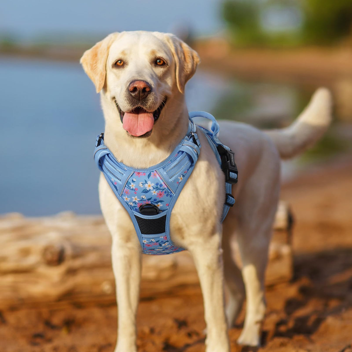 Dog Harness No Pull for Large Dogs with 2 Leash Clips (X-Large / Blue Floral)