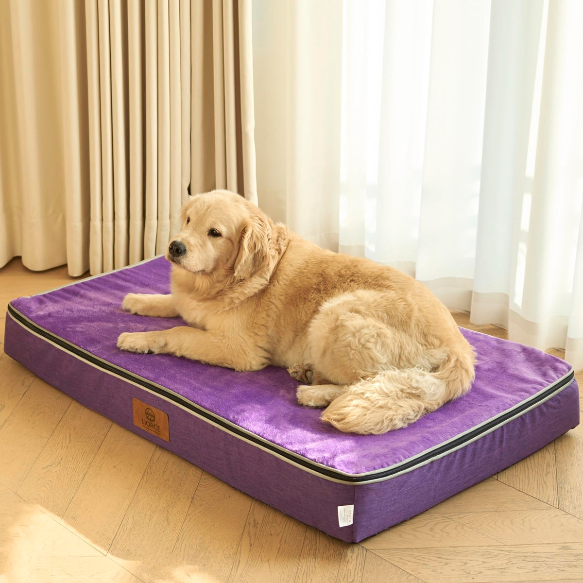 Orthopedic Memory Foam XXL Dog Bed (48.0"L x 30.0"W x 6.0"Th / Purple)