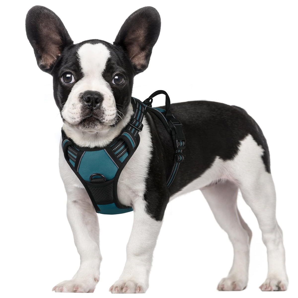 Dog Harness No Pull for Small Dogs with 2 Leash Clips (Small / Blue Coral)