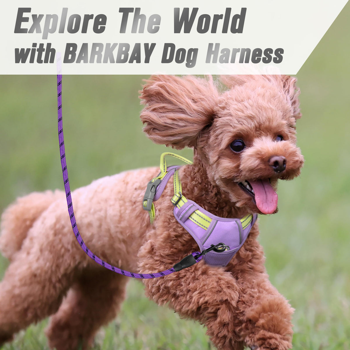 Dog Harness No Pull for Small Sized Dog Front Back Clips (X-Small(Chest:15.5-19.5”) / Violet Purple & Sunlight)