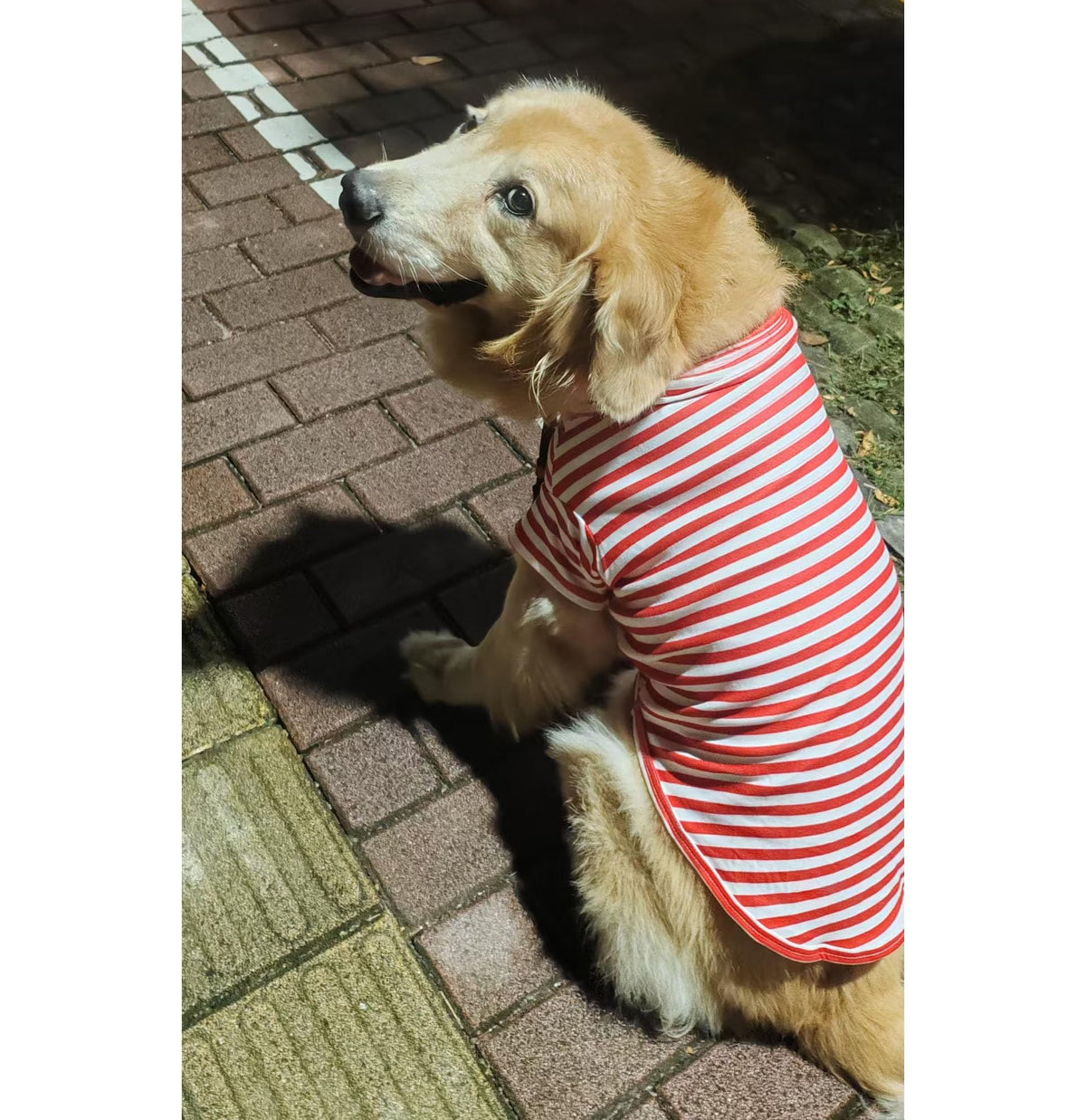 Turtleneck Dog Shirt Cute Doggie Embroidery Super Soft Dog Sweatshirt Stretchy Striped Puppy Pullover for Cats Small Medium Large Dogs (Red Striped / X-Small)