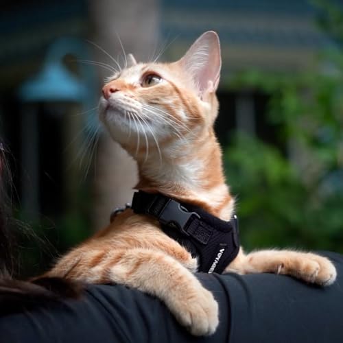 Voyager Step in Lock Cat Harness & Leash Set (Black / S (Chest: 15 - 18"))