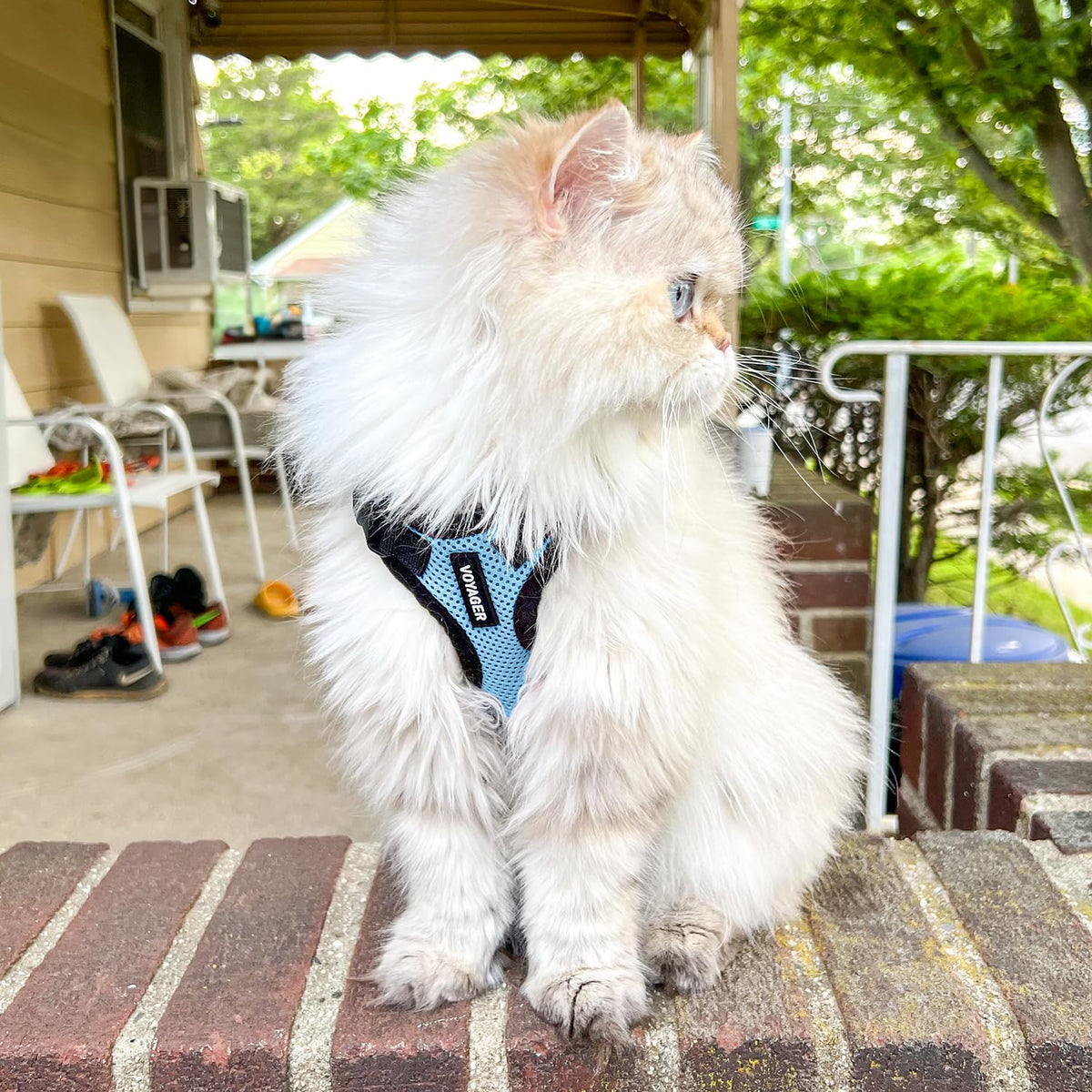 Voyager Step in Lock Cat Harness & Leash Set (Baby Blue/Black Trim / XXXS (Chest: 10.5 - 13"))