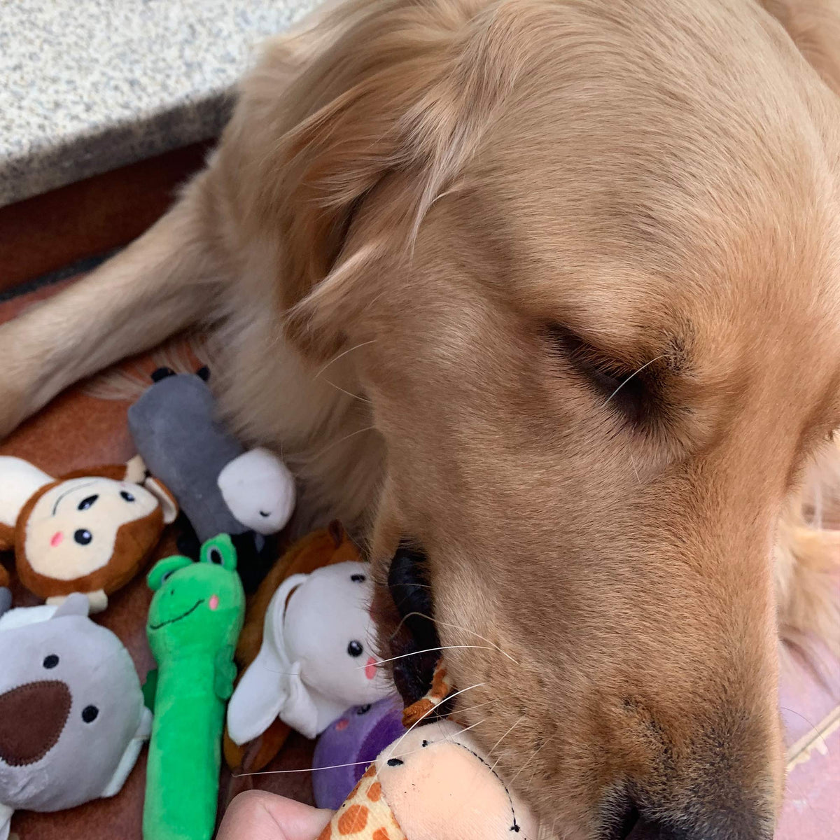 12 Pack Plush Animal Dog Toy (12 Pack Animals)