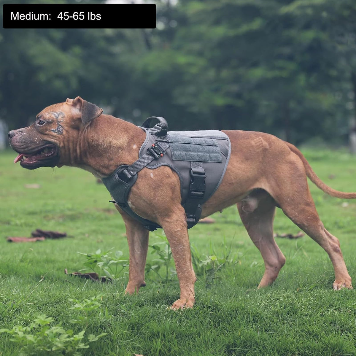 Tactical Dog Harness for Medium Dogs (Medium (Pack of 1) / Grey)