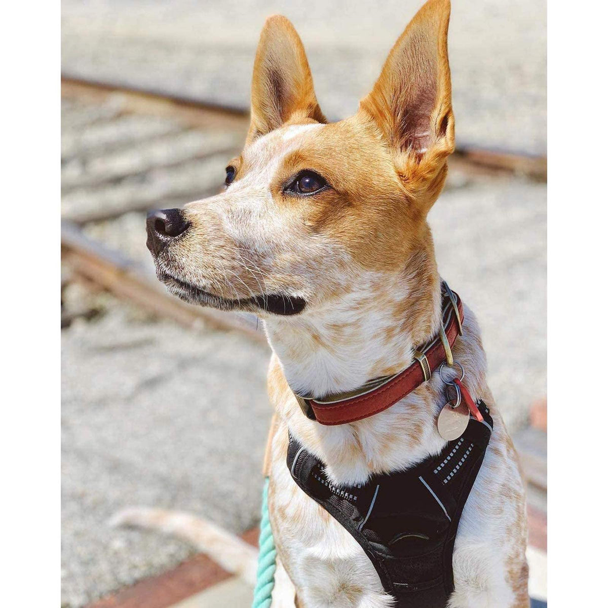 Dog Harness No Pull Medium Sized with 2 Leash Clips (Medium / Black)